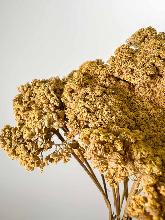 ACHILLEA » naturale - TEA