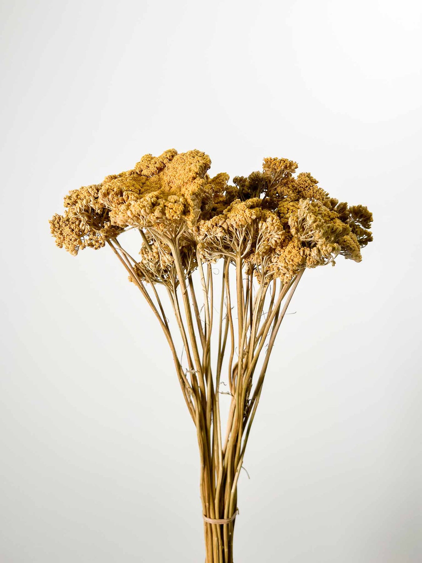 Dried flowers