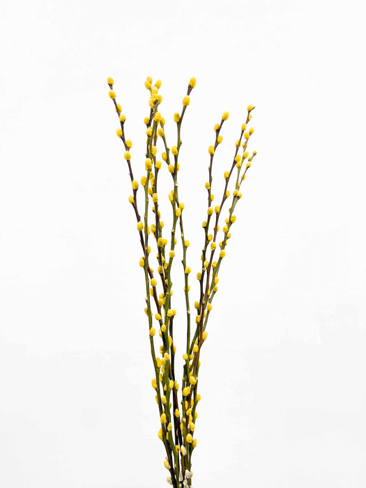 WILLOW » dried yellow - BIRBA