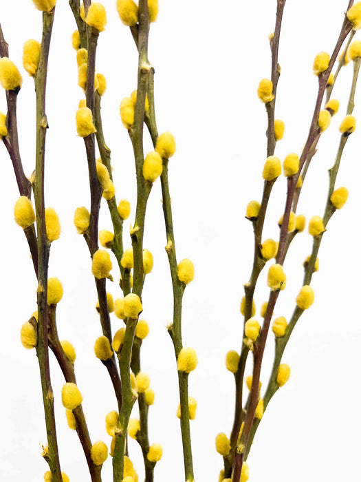 WILLOW » dried yellow - BIRBA