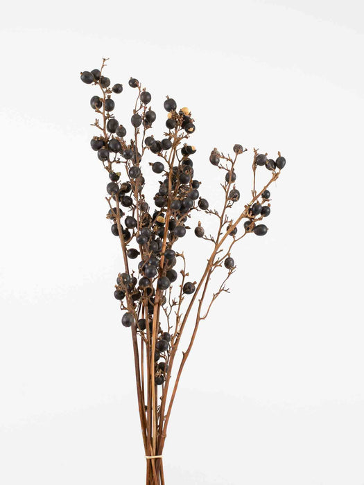 DECORATIVE BLACK BERRY » natural - ANIELLO