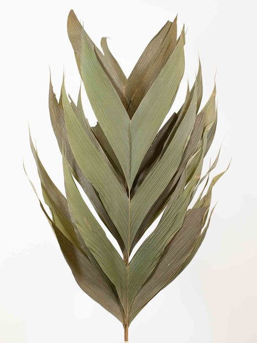 CHAMADOREA » dried natural leaves - TIZIANA