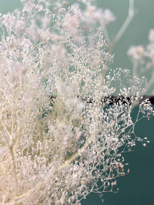 GYPSOPHILA » white mini preserved