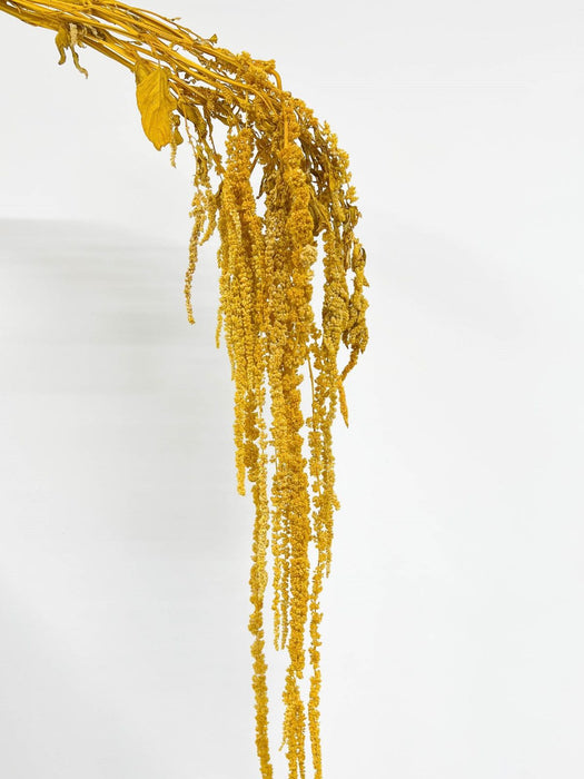 AMARANTHUS » preserved yellow - DANILA