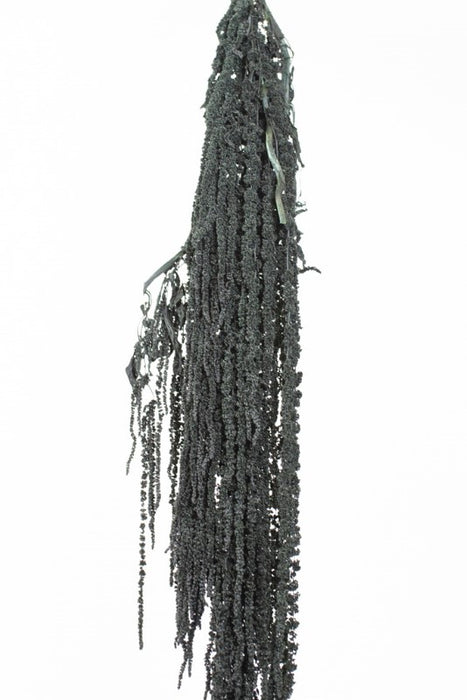 AMARANTHUS » preserved black - DANTE