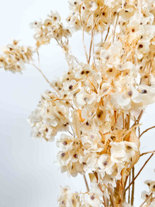 DUDY FLOWERS » preserved white - FILIPPO