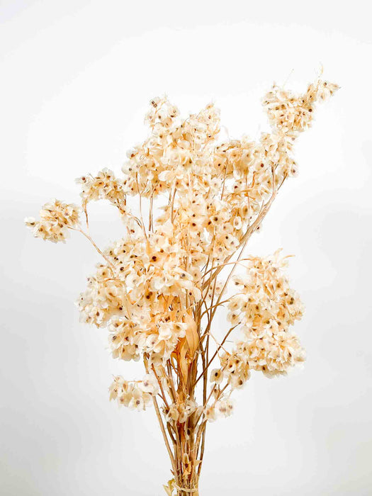 DUDY FLOWERS » preserved white - FILIPPO