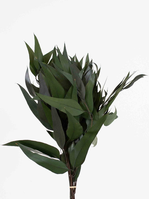 EUCALYPTUS WILLOW » preserved green - NAOMI