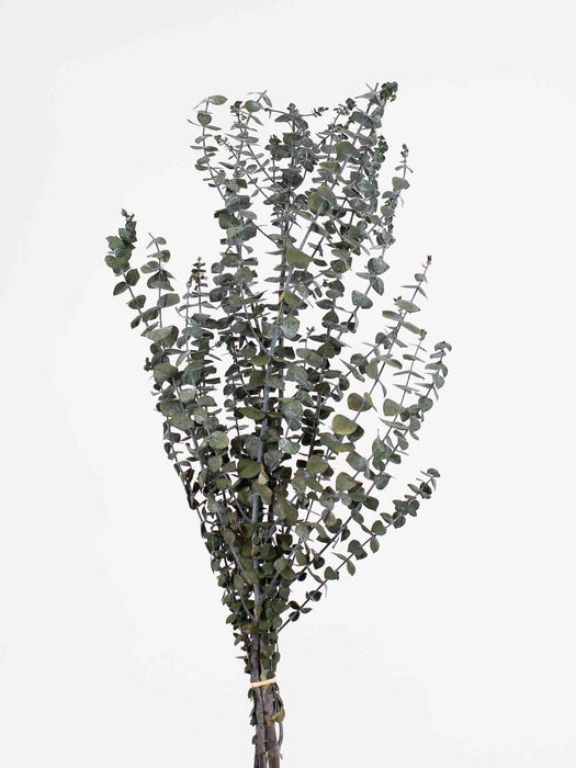 BABY BLUE EUCALYPTUS » preserved green - NORMA