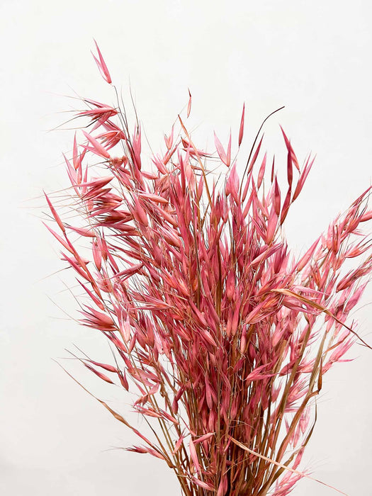 WILD OATS » dried pink - EVA