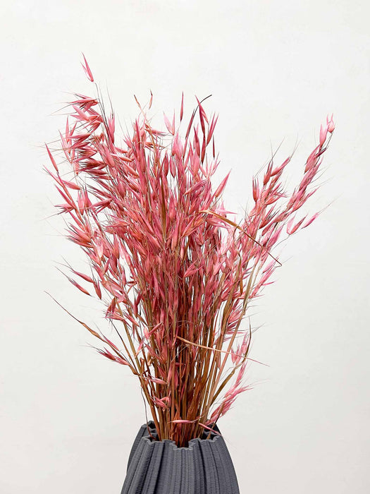 WILD OATS » dried pink - EVA