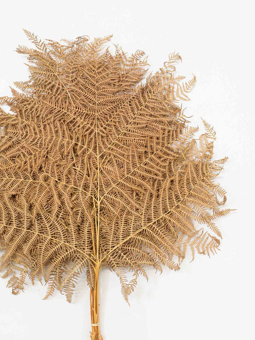 BIG FERN » natural dried - URANO