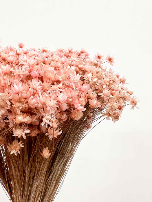 MINI GLIXIA » pink - GABRIELLA