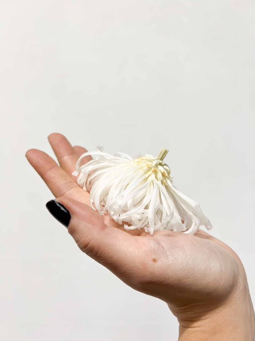 CHRYSANTHEMUM» white preserved - CATERINA