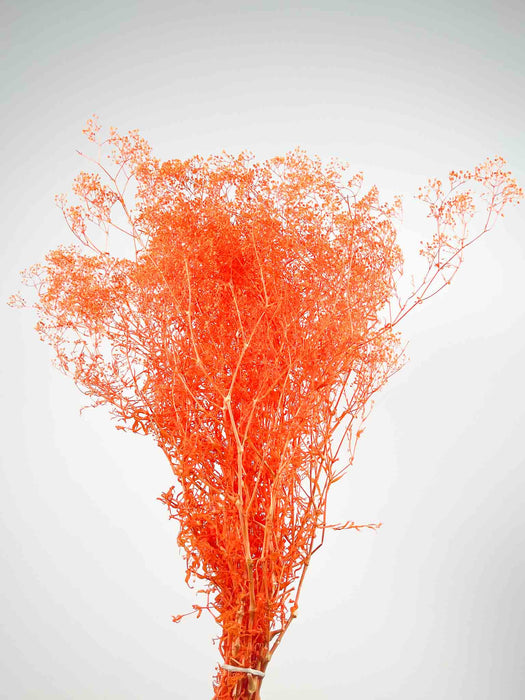 GYPSOPHILA » preserved orange mini - PIETRO