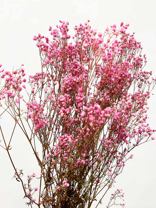 GYPSOPHILA » preserved pink - JESSICA