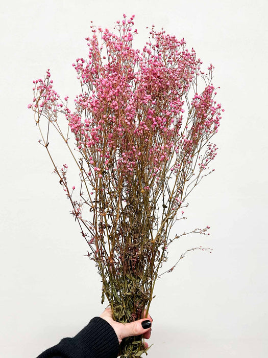 GYPSOPHILA » preserved pink - JESSICA