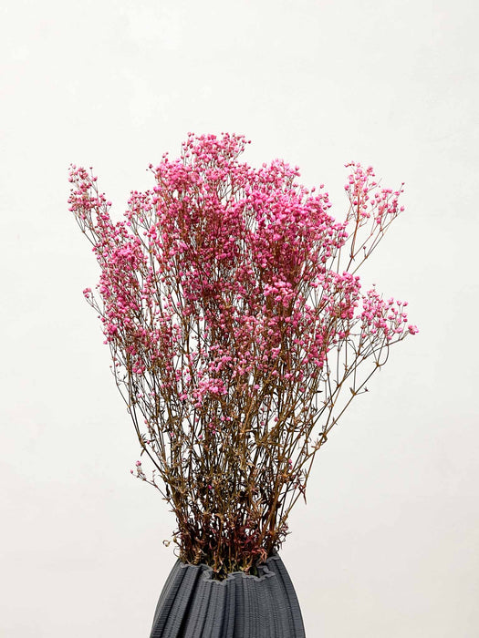 GYPSOPHILA » preserved pink - JESSICA