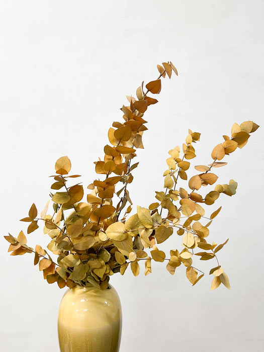 EUCALYPTUS STUARTIANA » yellow - HORUS