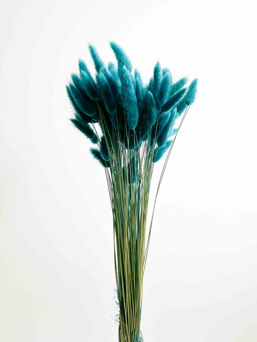 LAGURUS » teal dried - GIONA