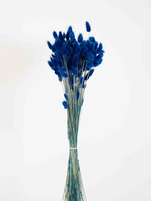 LAGURUS» dried blue - IOLE