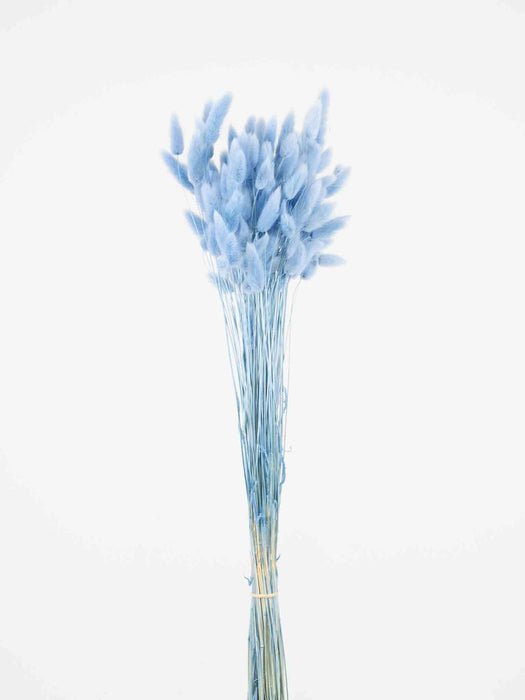 LAGURUS » dried powder blue - IACOPO