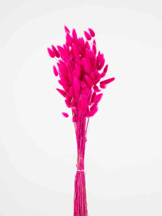 LAGURUS » dried fuchsia - IOLANDA