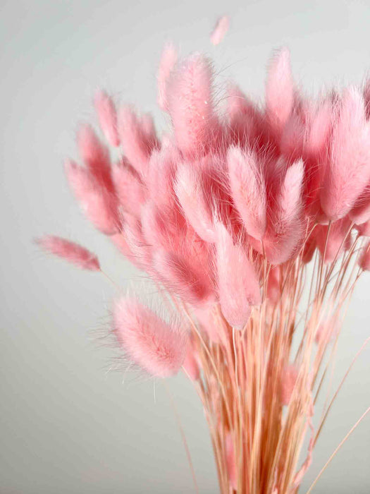 LAGURUS » dried baby pink - ILEANA