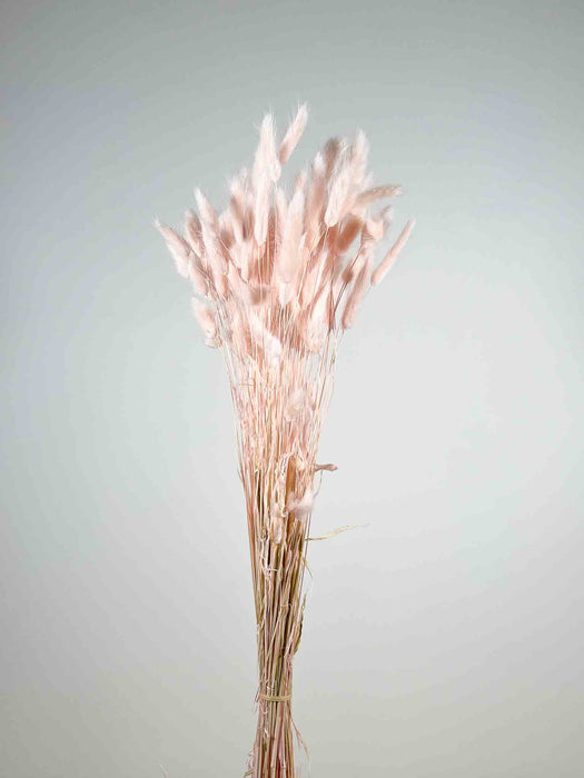 LAGURUS » dried dusty pink - INGRID