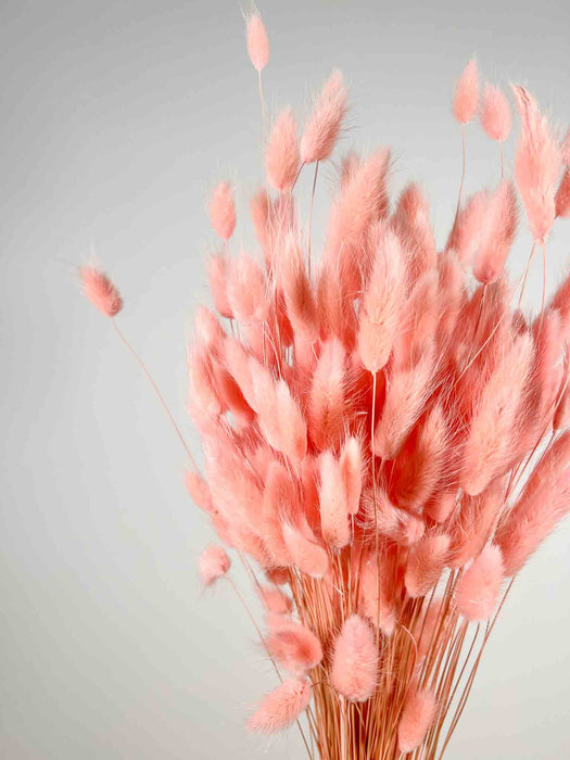 LAGURUS » dried pink - ILENIA