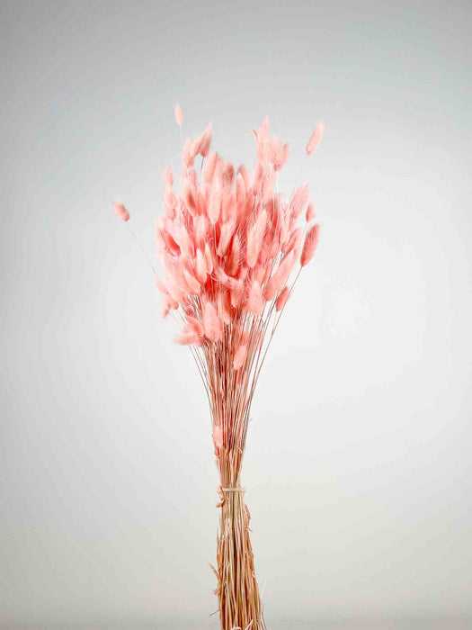 LAGURUS » dried pink - ILENIA