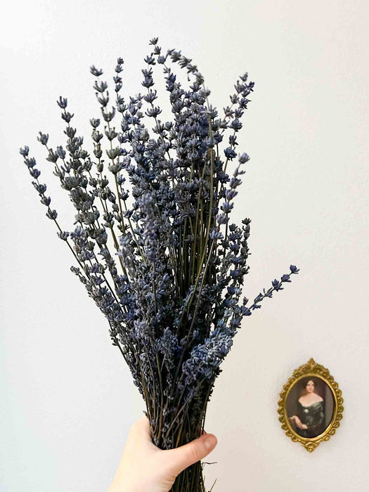 LAVANDER » preserved blue - UGA