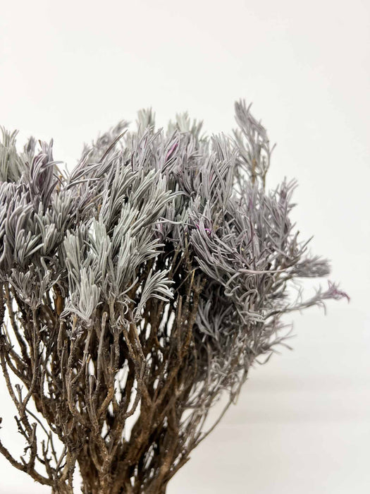 LAVANDER » pink preserved plant - FIONA