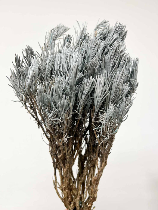 LAVANDER » light blue preserved plant - MAILA