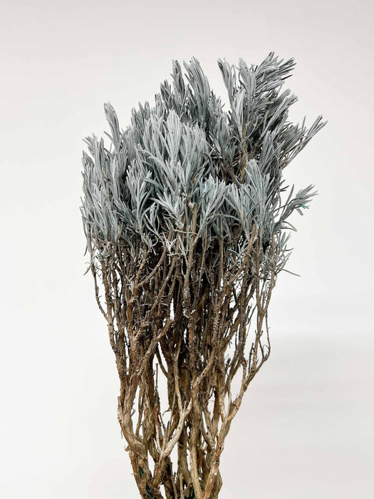 LAVANDER » light blue preserved plant - MAILA