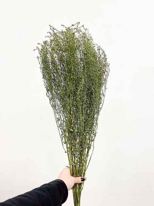 LEPIDIUM » naturale essiccato - LAILA