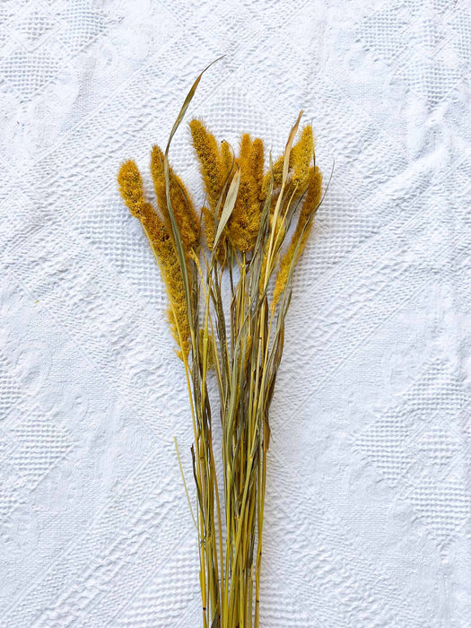 MIXED HERBS » mustard yellow dried - GERONIMO