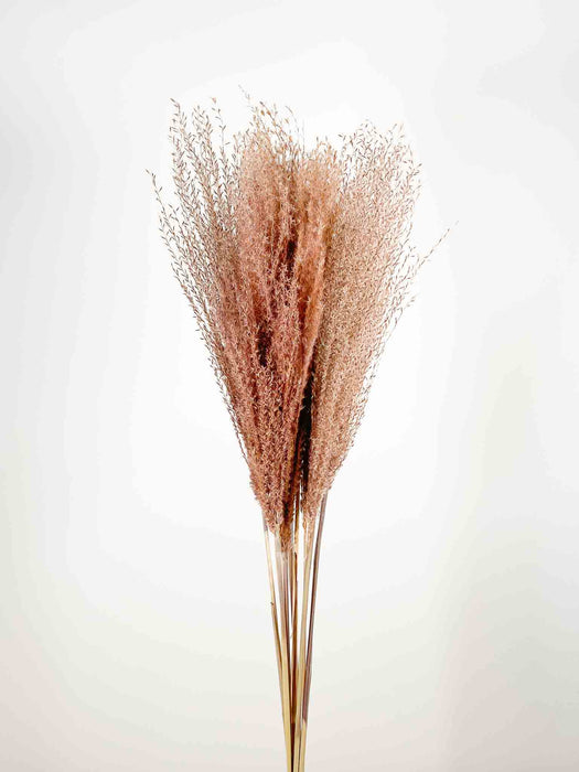 MISCANTHUS » naturale essiccato - MARTINO