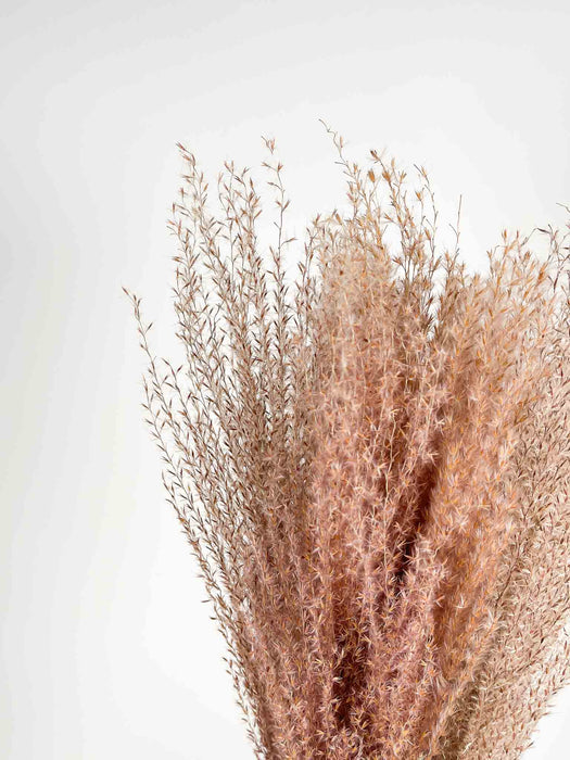 MISCANTHUS » naturale essiccato - MARTINO