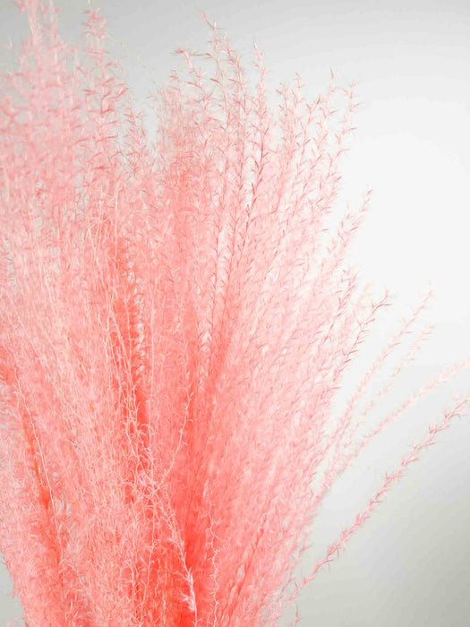 MISCANTHUS » dried pink - MARINA