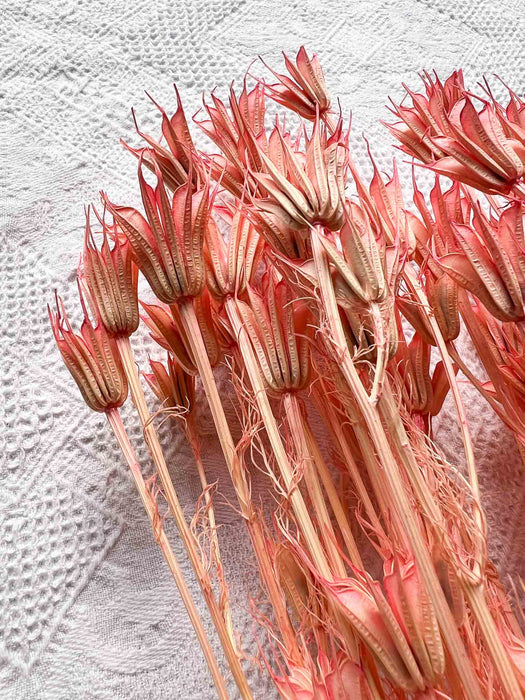 NIGELLA ORIENTALIS » dried pink - OLINDA