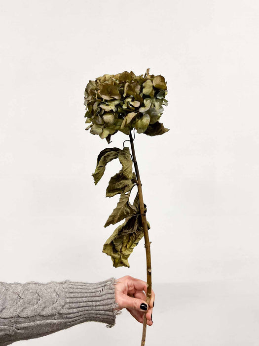 HYDRANGEA » natural dried single long stem - SIMON