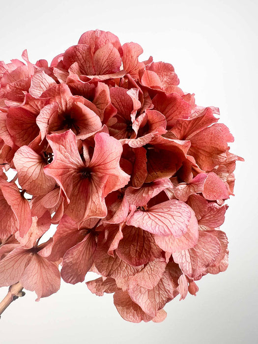 HYDRANGEA » Antique pink preserved extra single stem - ARMANDA