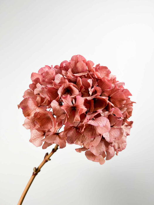 HYDRANGEA » Antique pink preserved extra single stem - ARMANDA