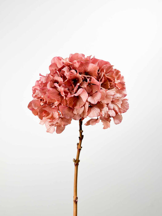 HYDRANGEA » Antique pink preserved extra single stem - ARMANDA