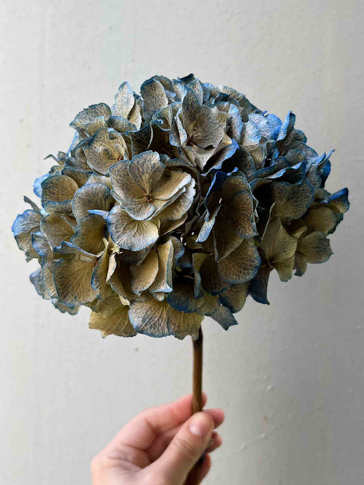 ORTENSIA » dried light blue single stem premium - ROMINA