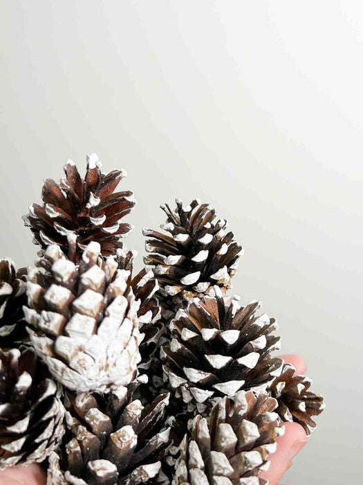 PINE CONES » 30 natural with white end - BELINDA