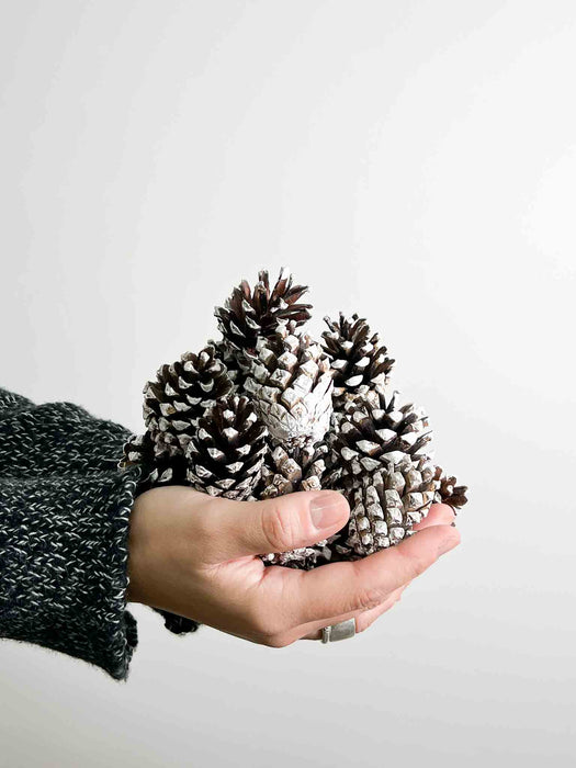 PINE CONES » 30 natural with white end - BELINDA