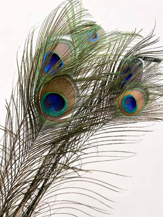 PEACOCK FEATHERS » natural - VITTORIANO