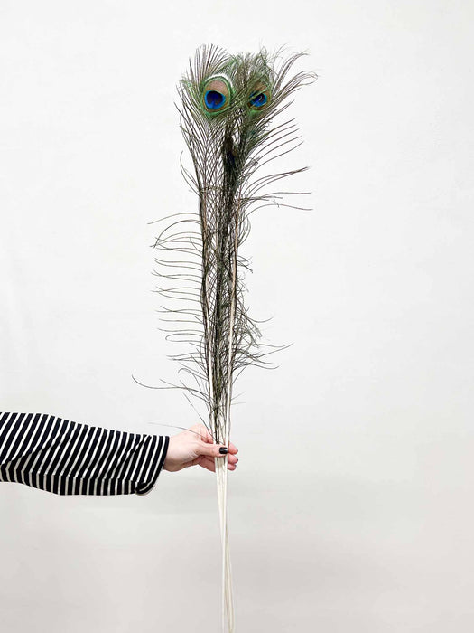 PEACOCK FEATHERS » natural - VITTORIANO